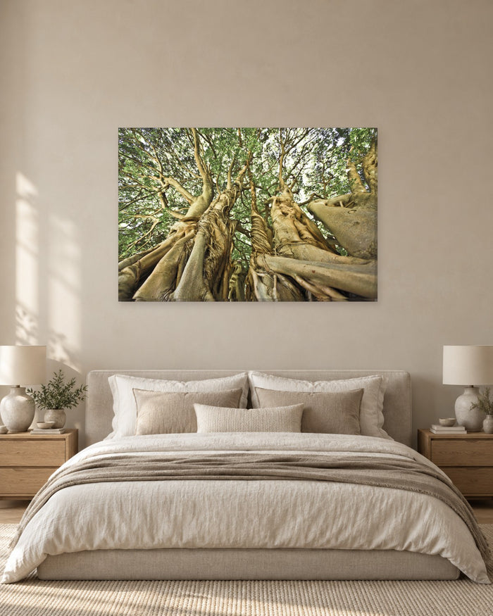 Giant Tree Looking Up Canvas Wall Art - Twisted Trunks and Green Canopy - Gallery Canvas - 38mm / 48 x 32 / Unframed preview