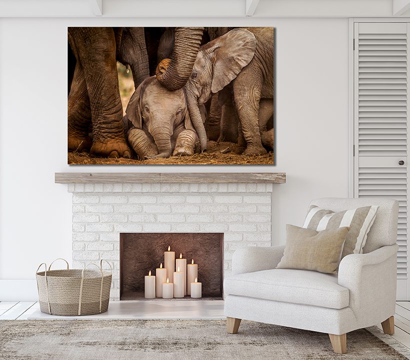 Baby Elephants Canvas Print Wall Art - | My Canvases