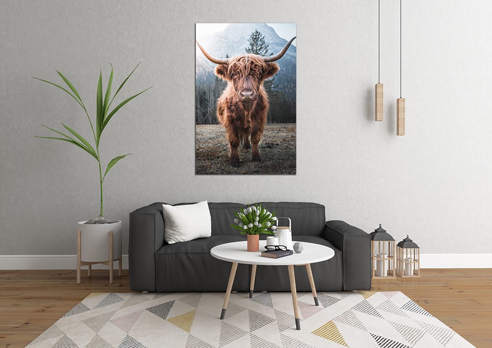 Horned Highland Cattle Frozen Meadow Italian Dolomites Canvas Print - Wall Art