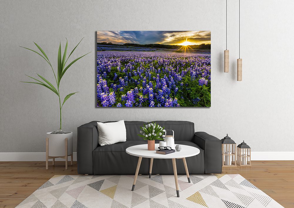 Bluebonnet Field Sunset Muleshoe Bend Recreation Area Austin Canvas