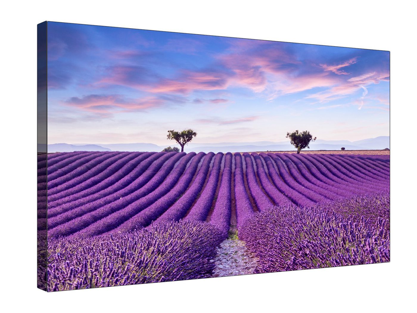 Lavender Field Scene Canvas Wall Art