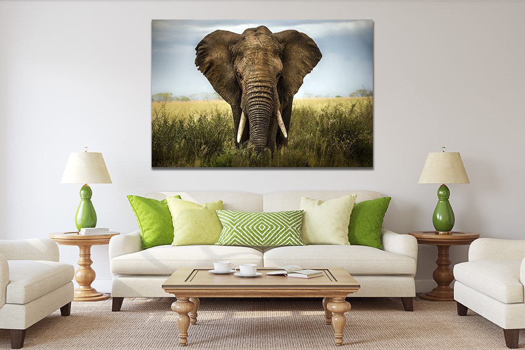 Lone Elephant Canvas Print Wall Art - | My Canvases
