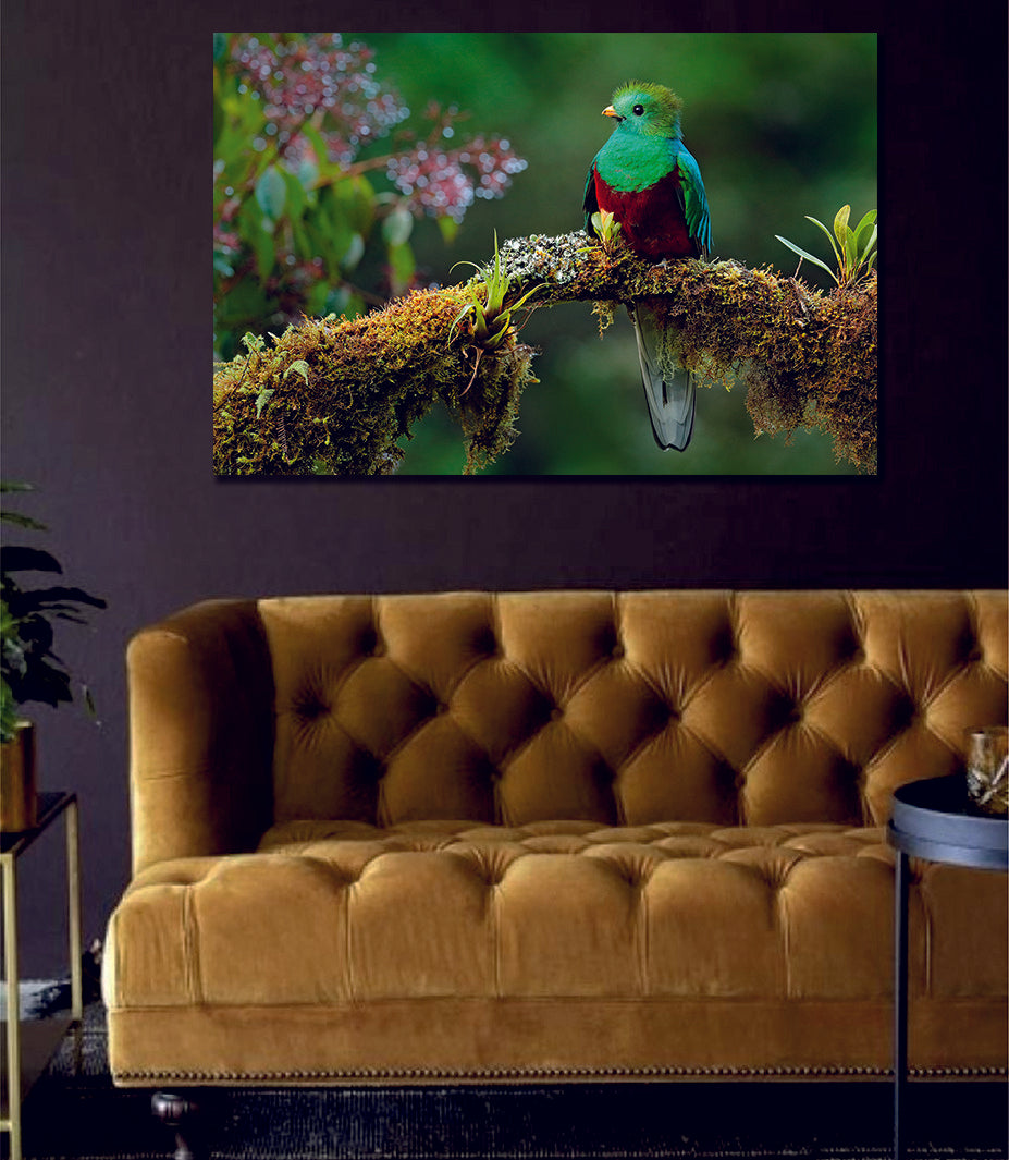 Resplendent Quetzal, Pharomachrus Mocinno, Savegre in Costa Rica Canvas