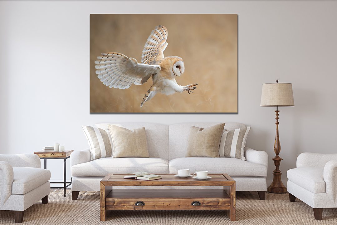 White Owl In Flight Canvas Wall Art - My Canvases