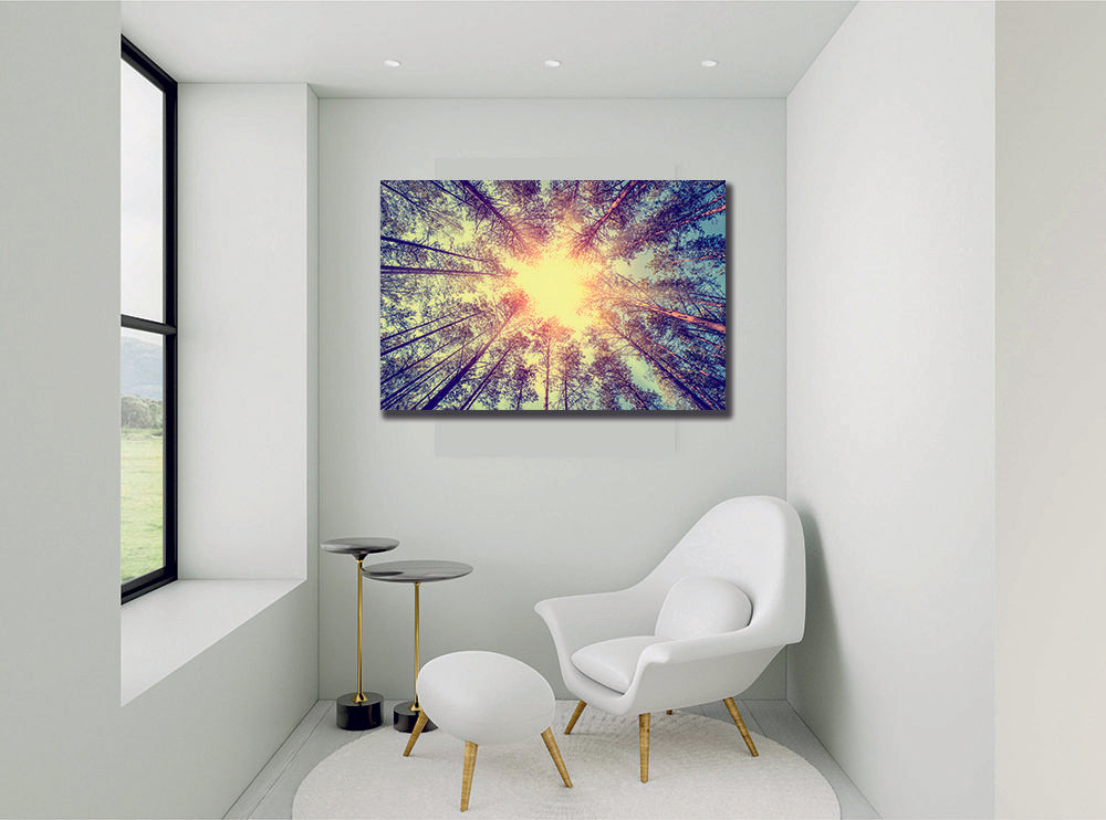 Forest Trees Pine Cedar Woodlands Sunlight Canvas Wall Art